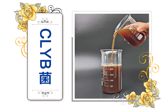 CLYB菌