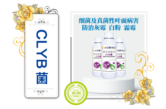 CLYB菌
