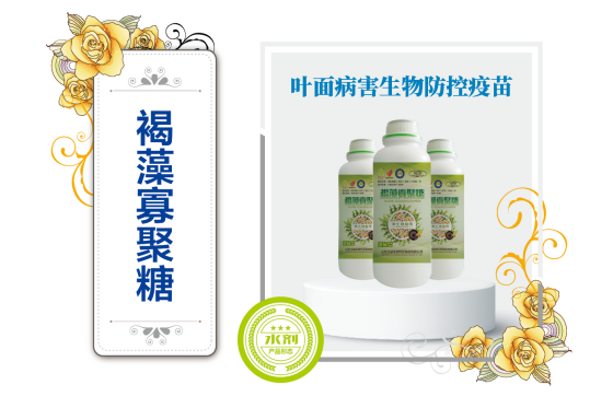 褐藻寡聚糖