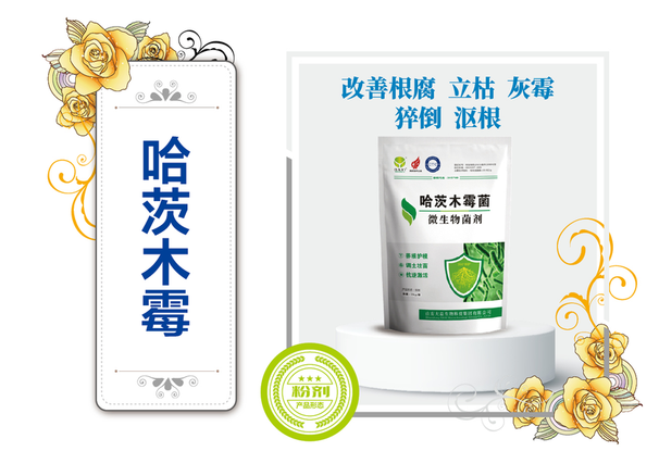 哈茨木霉